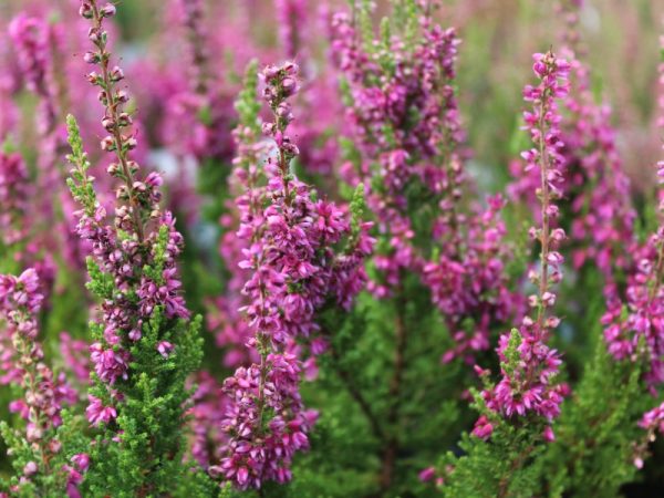 Calluna vulgaris 'Dark Beauty' (1 litre pot)-17433