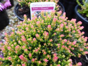 Calluna vulgaris 'Fred J.Chapple' (1 litre pot)-0