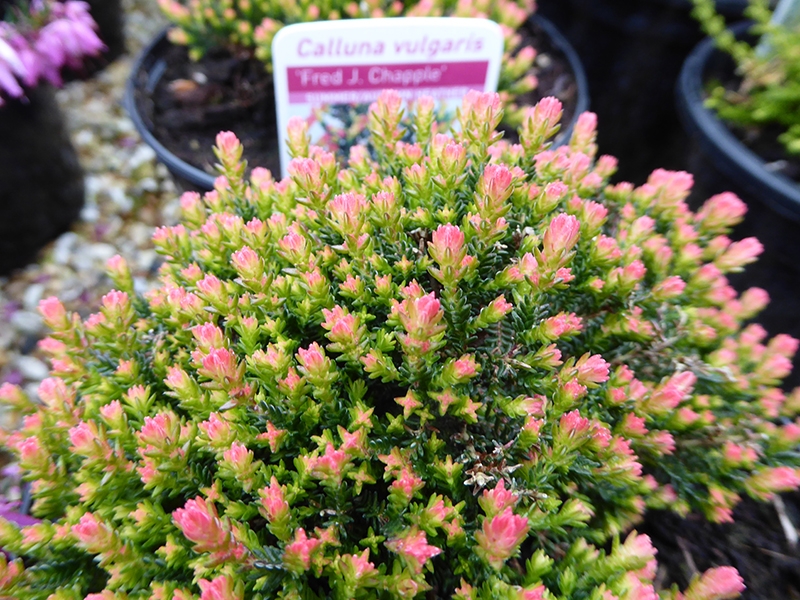 Calluna vulgaris 'Fred J.Chapple' (1 litre pot)-0