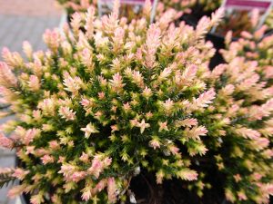 Calluna vulgaris 'Hammondii Rubrifolia' (1 litre pot)-0