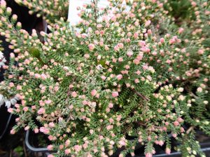 Calluna vulgaris 'Kerstin' (9cm pot)-0