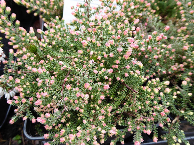 Calluna vulgaris 'Kerstin' (9cm pot)-0