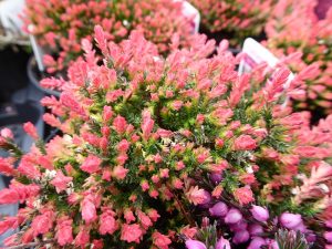 Calluna vulgaris 'Spring Torch' (1 litre pot)-0