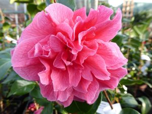 Camellia hybrid 'Innovation'-21629