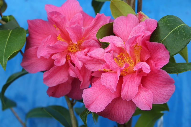 Camellia hybrid 'Innovation'-0