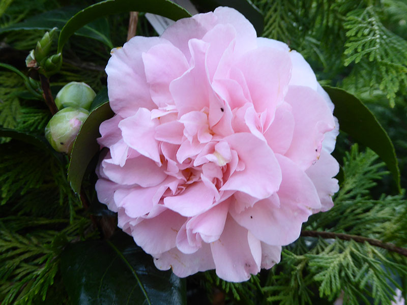 Camellia japonica 'King's Ransom'-0