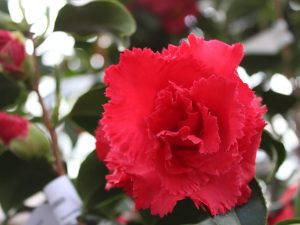 Camellia japonica 'Ville De Nantes'-0