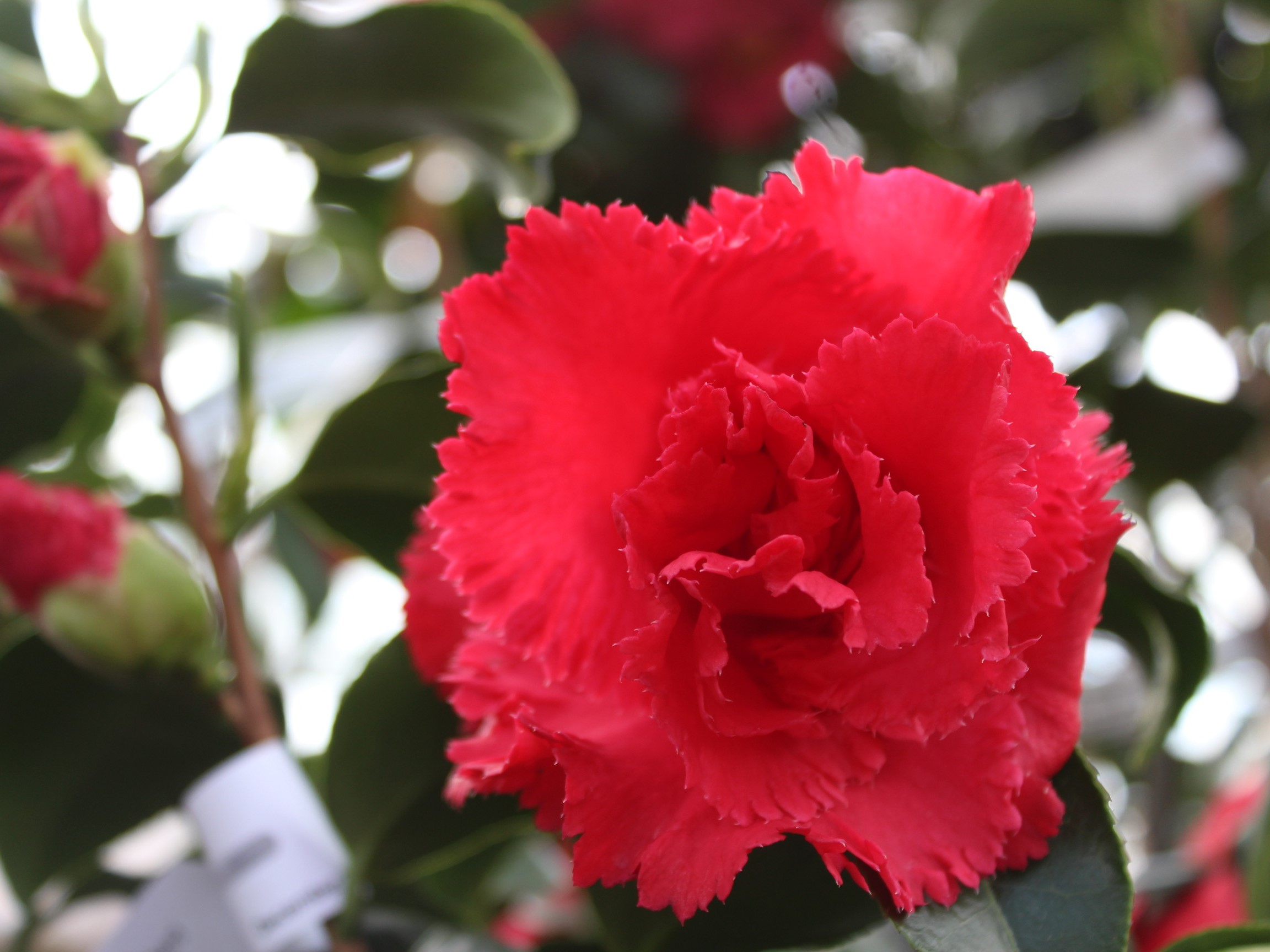 Camellia japonica 'Ville De Nantes'-0