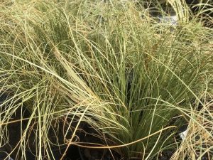 Carex comans 'Frosted Curls'-0