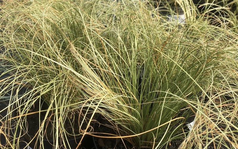 Carex comans 'Frosted Curls'-0