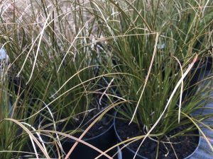 Carex testacea-0