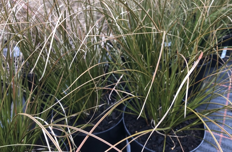 Carex testacea-0