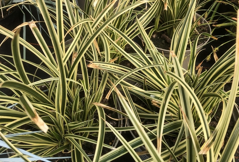 Carex morowii 'Vanilla Ice'-18185