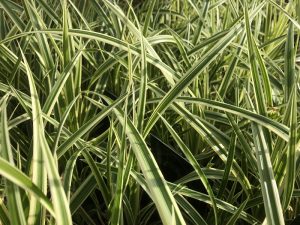 Carex morowii 'Vanilla Ice'-0