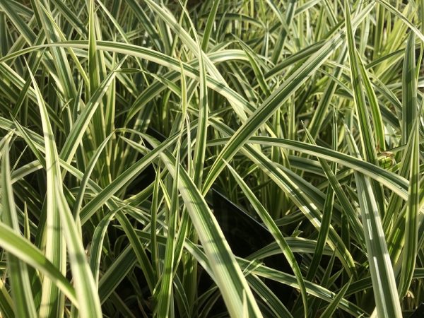 Carex morowii 'Vanilla Ice'-0