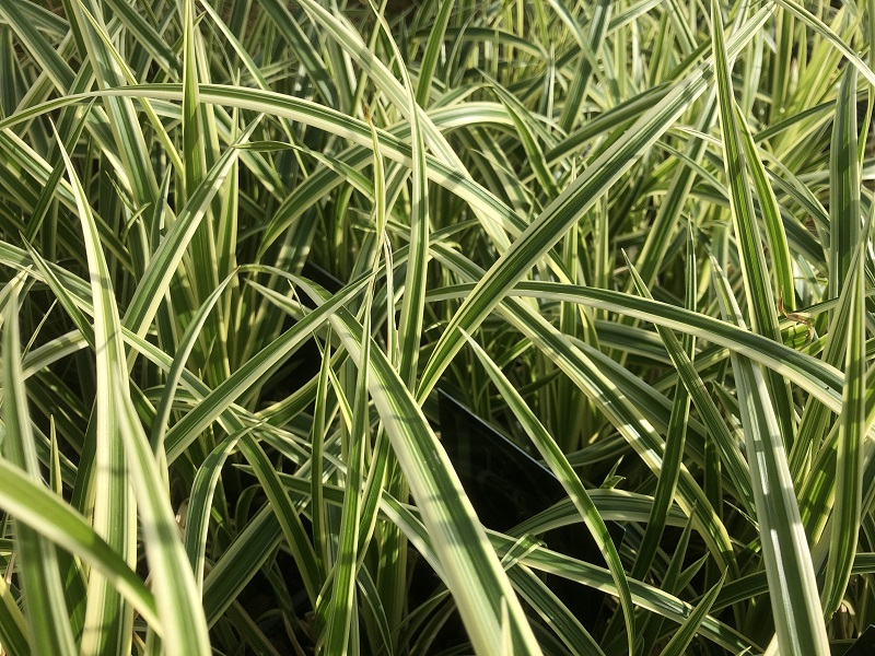 Carex morowii 'Vanilla Ice'-0