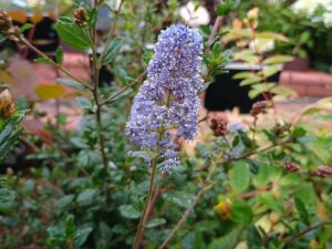 Ceanothus 'Autumnal Blue' California lilac