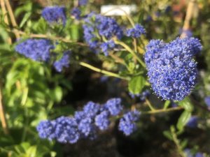 Ceanothus 'Italian Skies'-0