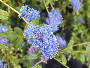 Ceanothus 'Southmead'-0