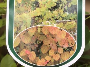 Cercidiphyllum japonicum 'Pendulum'-0