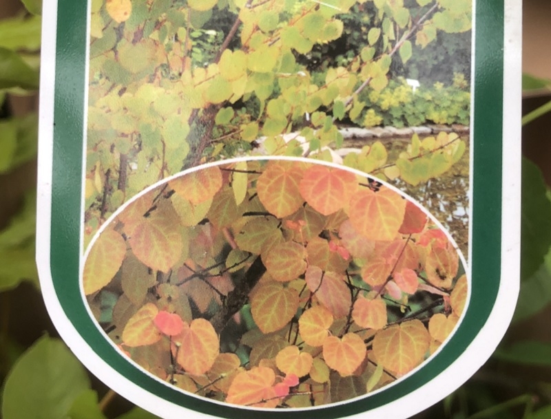 Cercidiphyllum japonicum 'Pendulum'-0