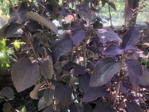 Cercidiphyllum japonicum 'Rotfuchs'-0