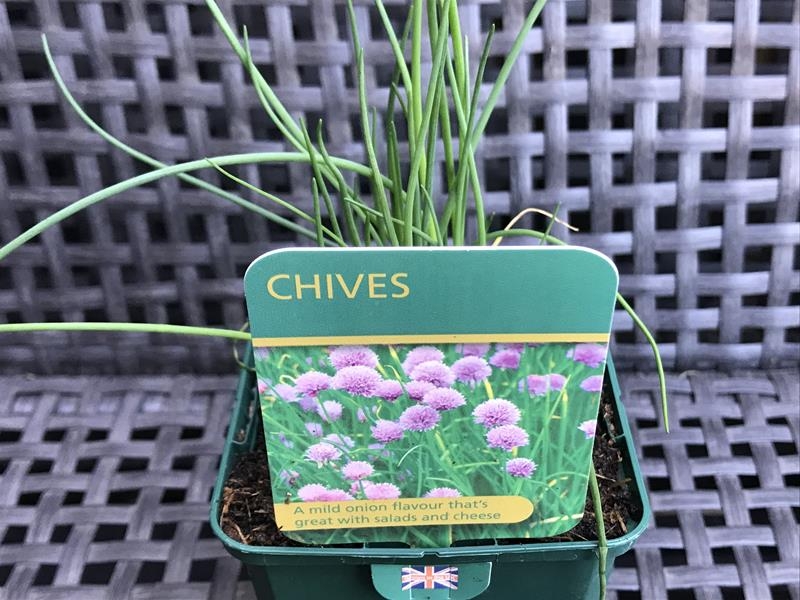 Allium schoenoprasum Chives-17989