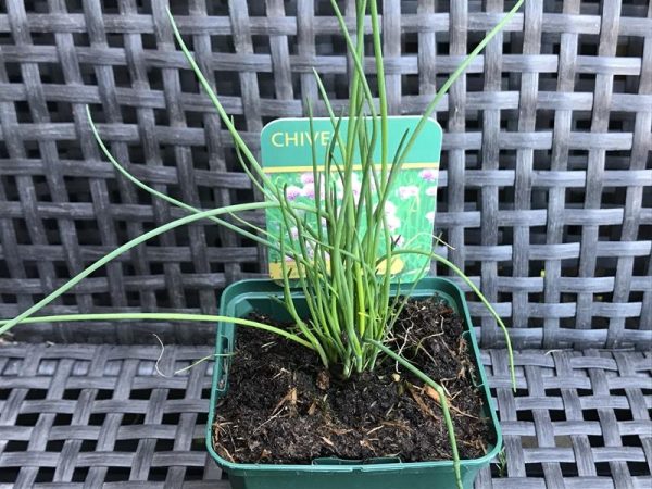 Allium schoenoprasum Chives-0