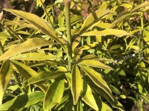 Choisya x dewitteana 'Goldfingers'-0