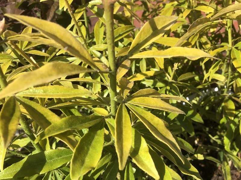 Choisya x dewitteana 'Goldfingers'-0