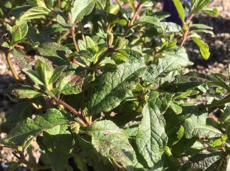 Cistus 'Snow White'-0