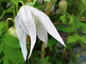 Clematis alpina 'Broughton Bride'-0