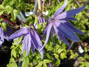 Clematis macropetala 'Blue Lagoon'-0