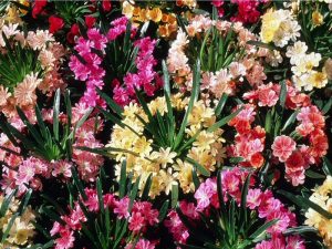 Lewisia Ashwood Carousel Hybrid mixed shades (one plant)-0