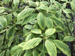 Cornus controversa 'Gold Star'-0
