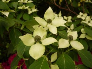Cornus kousa 'Great Star'-0