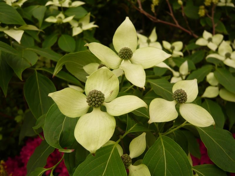 Cornus kousa 'Great Star'-0