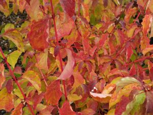 Cornus sanguinea 'Midwinter Fire' (15 Litre)-0