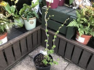 Corylus avellana 'Twister'-0