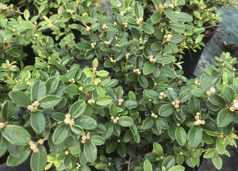 Cotoneaster x suecicus 'Coral Beauty'-18156