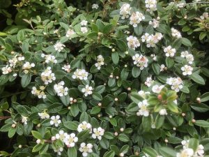 Cotoneaster x suecicus 'Coral Beauty'-0