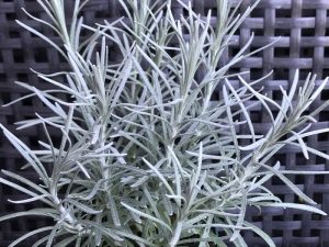 Helichrysum angustifolium Curry Plant-0