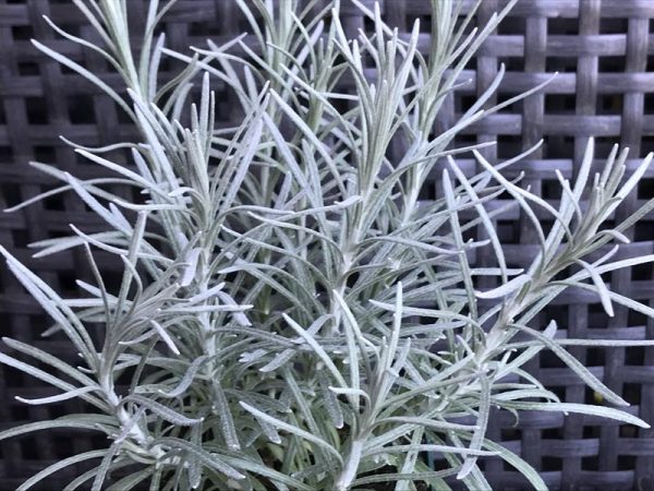 Helichrysum angustifolium Curry Plant-0