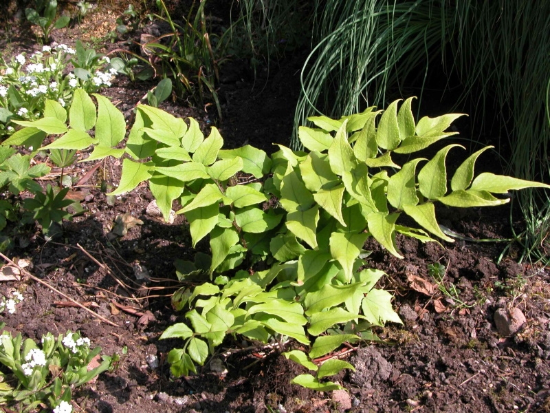 Cyrtomium fortunei (Holly Fern)-17665