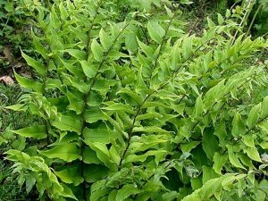 Cyrtomium fortunei (Holly Fern)-0