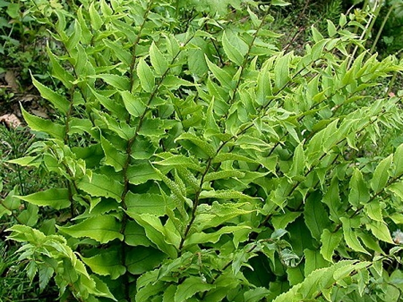 Cyrtomium fortunei (Holly Fern)-0