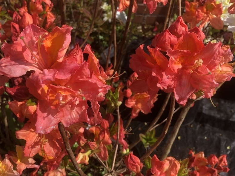 Rhododendron 'Juanita' (3 Litre)-0