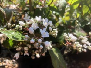 Deutzia setchuenensis var. corymbiflora-0