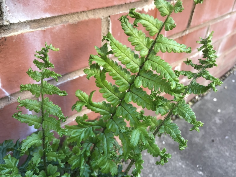 Dryopteris affinis 'Cristata The King' (Male Fern)-17704
