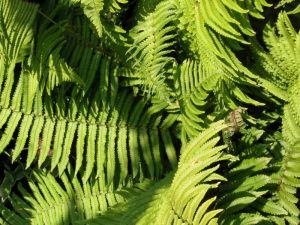 Dryopteris cycadina (Shaggy Shield Fern)-0
